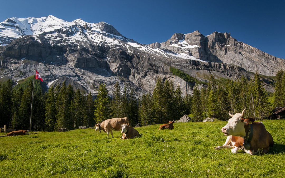 NEJEZ TEN STEAK, ZACHRÁNÍŠ PLANETU ANEB OBČAS PROSTĚ STAČÍ MÁLO